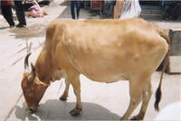 Ahmednagar